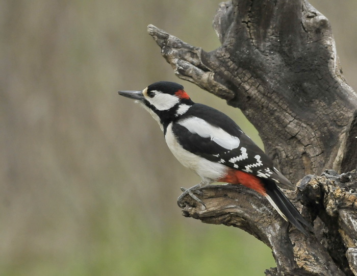 Picchio rosso maggiore - Dendrocopus major